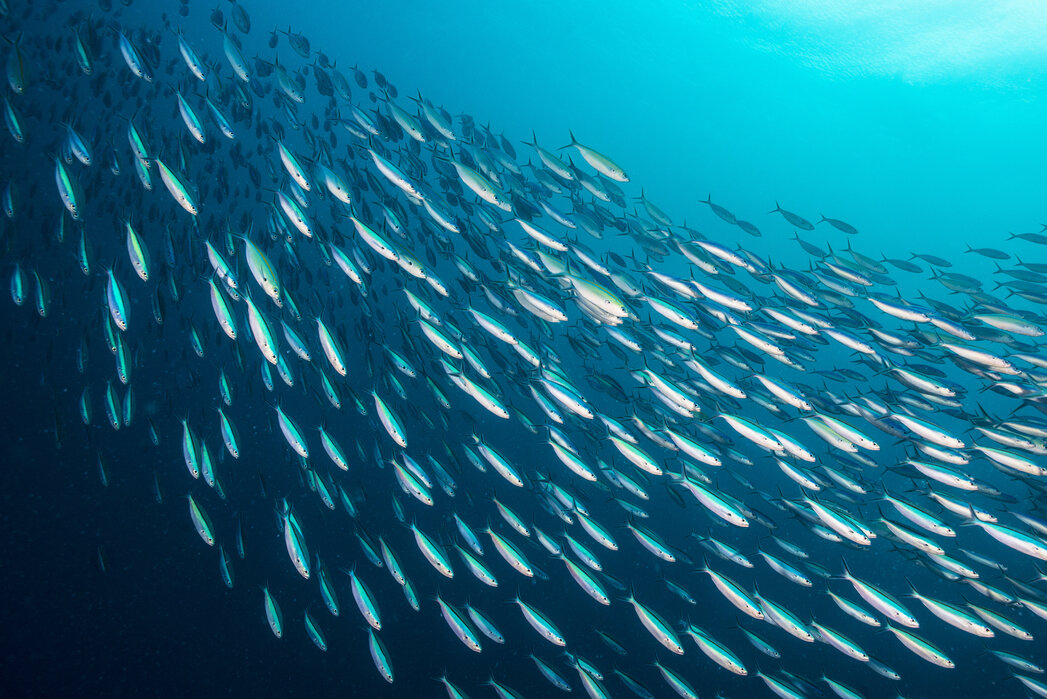 魚油完整營養介紹全攻略：從零開始認識Omega-3、功效、挑選法則與副作用解析