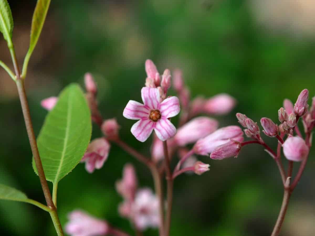 羅布麻萃取物是什麼? 功效與常見問題，有副作用嗎？
